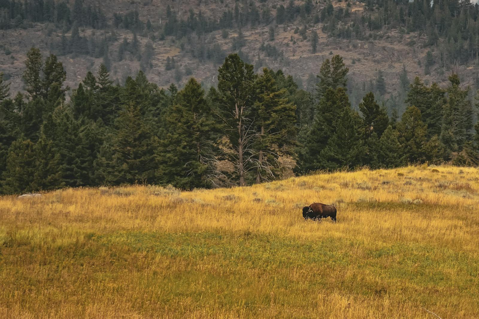 Living in Foothills County