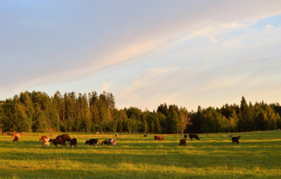 Luxury ranch estate with mountain views and horse facilities in Alberta Foothills
