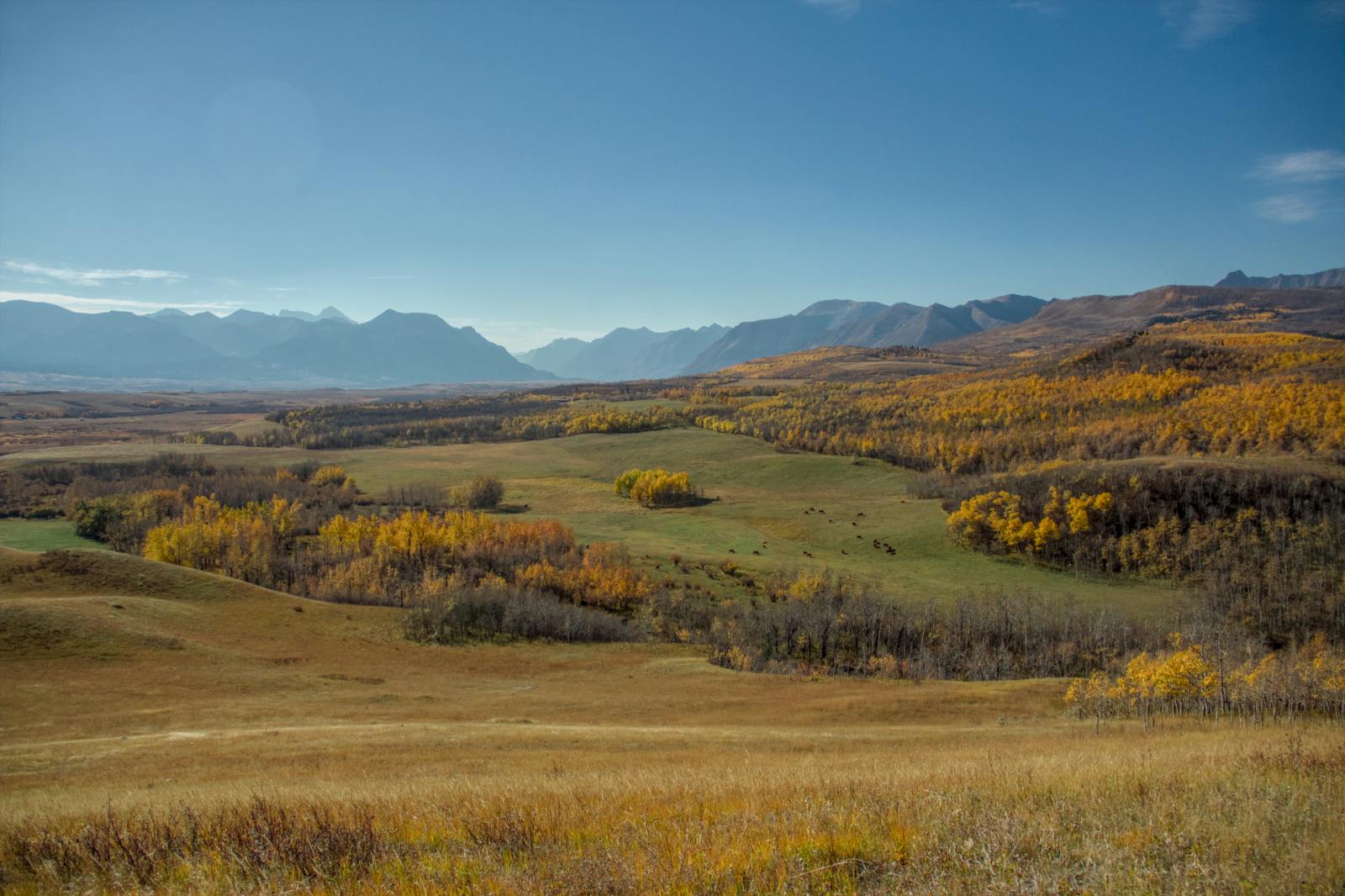 Mountain View County acreages