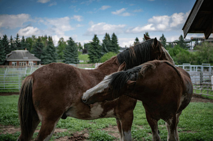 Top 10 Family-Friendly Acreage Communities Near Calgary