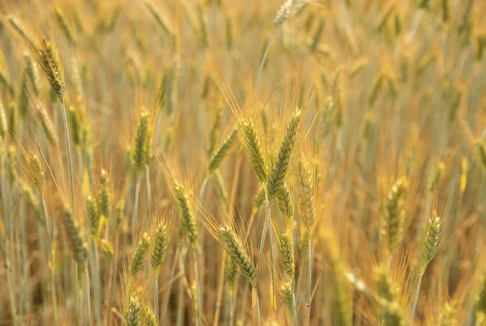 Wheatland County Acreages, Hobby Farms and Land for Sale: Your Complete 2026 Buyer's Guide
